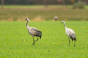 Kranichvögel auf einem Feld während des Herbstzuges