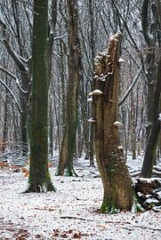 Winter Mysticism: The Life of an Old Tree