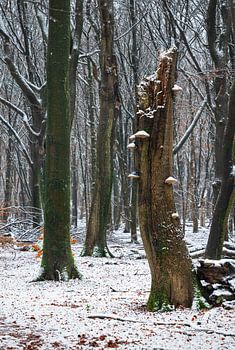 Winterse Mystiek: Het Leven van een Oude Boom