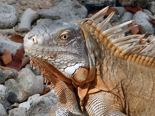 Portret van een Leguaan