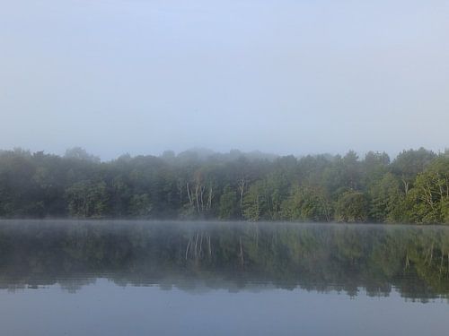 Mystisches Foto Wald im Morgennebel