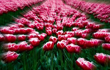 Een bloemenveld vol rood-witte tulpen in Flevoland van Bianca Fortuin