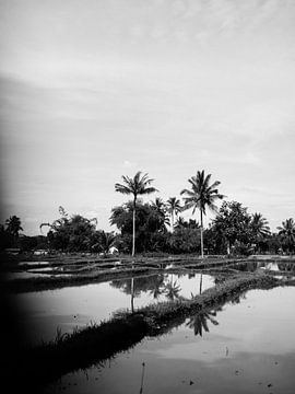 Palm trees in Black and White by Raisa Zwart