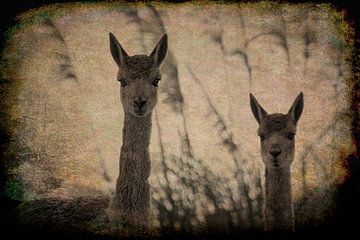 Twee vicuña's (lama vicugna) van Chihong