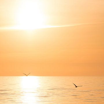 Seagulls at sunrise by the sea on the Baltic Sea