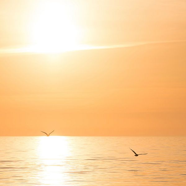 Seagulls at sunrise by the sea on the Baltic Sea by Voss photography