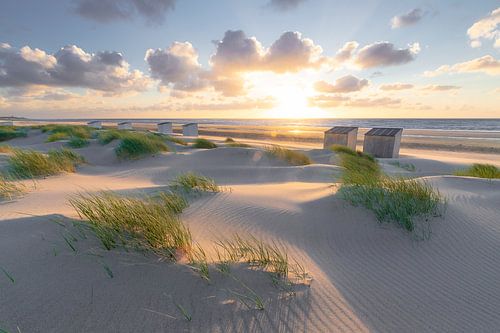 Rise (duinen Oostkapelle)