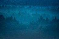 Forest by Stijn Smits thumbnail