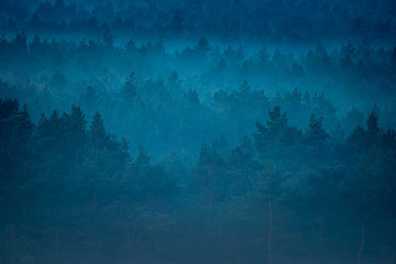 Forest by Stijn Smits