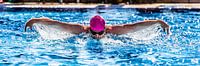 dolphin swim