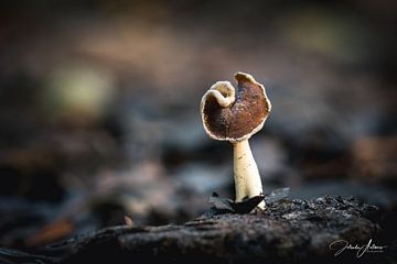 Pocket fungus called hollyhock in the woods by Jolanda Aalbers