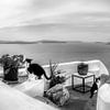 Die Katzen von Santorin in Griechenland. Schwarzweiss Bild. von Manfred Voss, Schwarz-weiss Fotografie