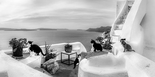 De katten van Santorini in Griekenland. Zwart-wit beeld.
