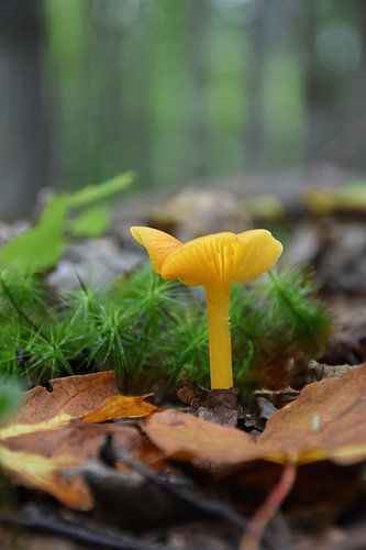 Een paddenstoel in het bos in de herfst