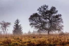 Botrange von Rob Boon