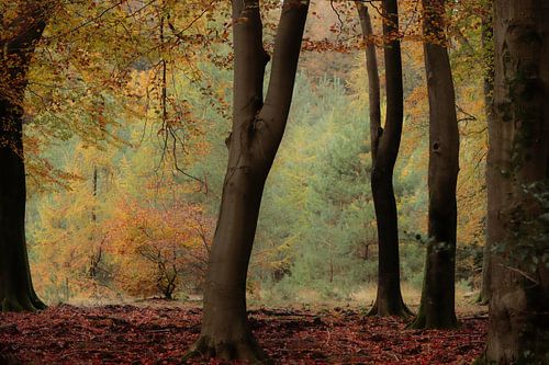 Feuillage dans la forêt d'automne sur Adriana Luxwolda