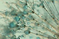 Gouttes dans la lumière chaude avec du turquoise