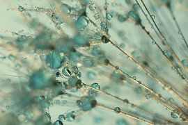 Gouttes dans la lumière chaude avec du turquoise sur Marjolijn van den Berg