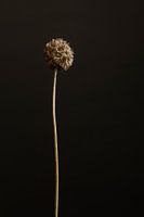 The Floral Essence III