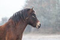 Exmoor pony in winter
