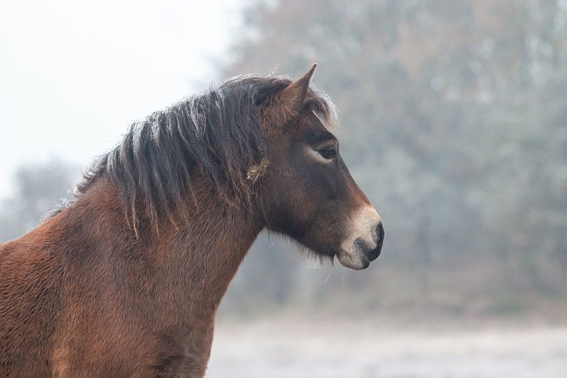 Exmoor-Pony im Winter von Kim de Groot