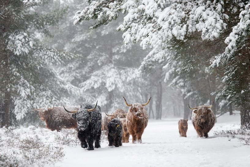 Familie op pad door sneeuwstorm van Laura Vink