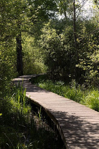 Path in the Moerputten nature reserve by Martin Kreté