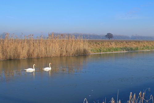 Couple de cygnes blancs dans le froid