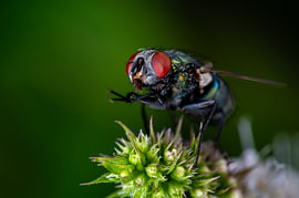 Makroaufnahme einer gewöhnlichen Fliege von Kees Goethart