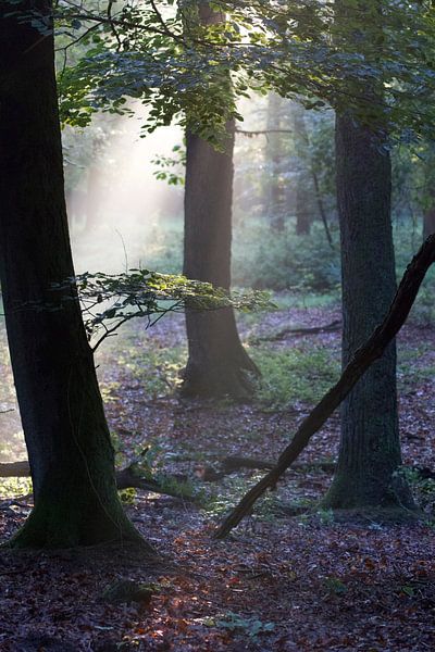 The first sunbeams in the forest (3) by rene marcel originals