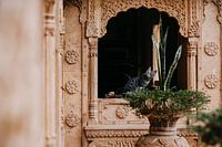 Cat in fortress in India | Pastel colors | Photography