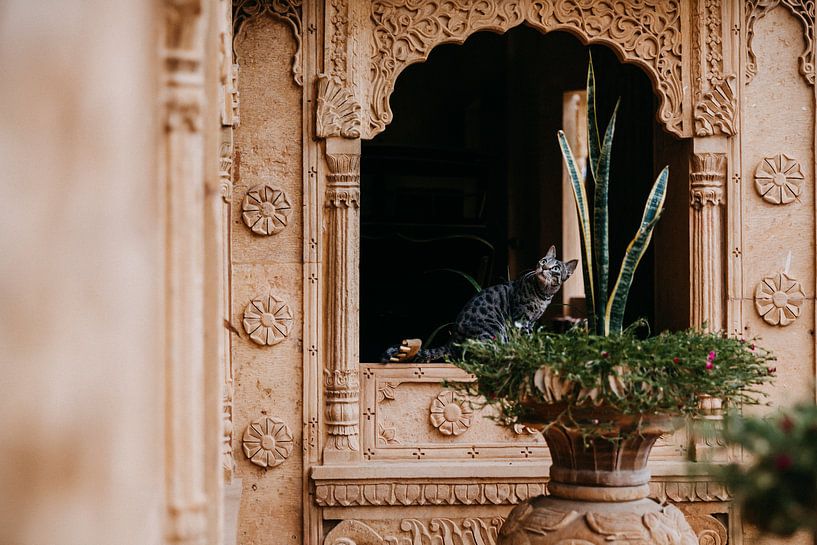 Kat in fort in India | Pastel kleuren | reis fotografie | print van Yvette Baur