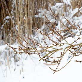Une branche dans la neige sur Eline Molier