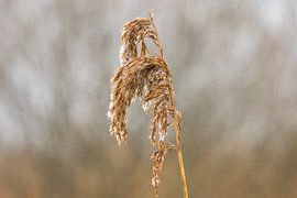 Schilfrohrfahne mit Morgentau von Goffe Jensma