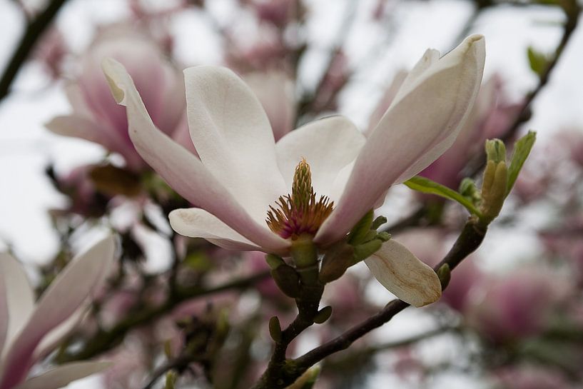 Magnolia en fleurs par Jim van Iterson