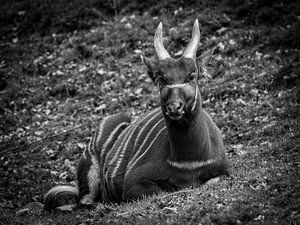 Bongo