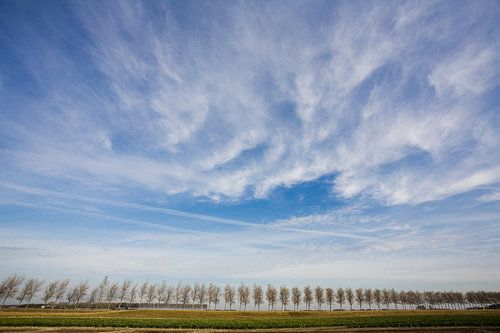 Bomenrij in de provincie Zeeland