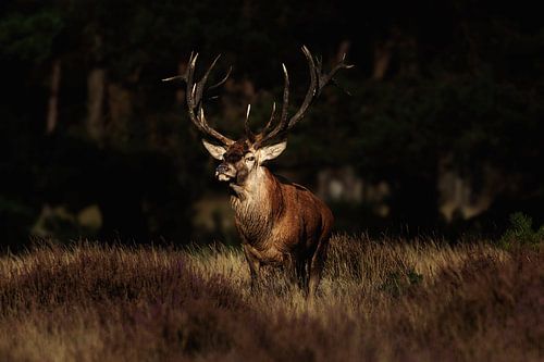 Rotwild auf der Hoge Veluwe