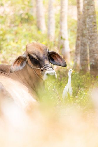 Les amoureux des animaux en Thaïlande