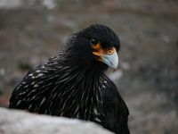 Falkland Caracara