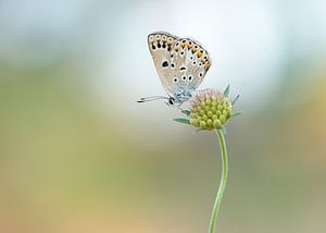 Türkisblau