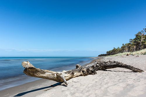 Driftwood on west beach by Bernd Sowa