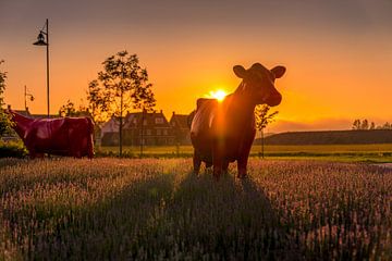 Rode koeien in Maassluis tijdens zonsondergang van Nathan Okkerse