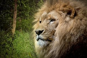 lion-grass-trees