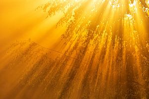 Lichtexplosion auf der Brunssummer Heath