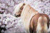 Shetlander in de bloesem