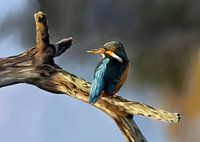 Kingfisher ijsvogel schilderij