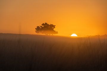 Nederlandse Serengeti van Bernadette Alkemade-de Groot