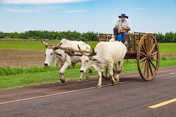 Een plaatselijke Paraguayaan vervoert suikerriet met zijn ossenkar. van Jan Schneckenhaus