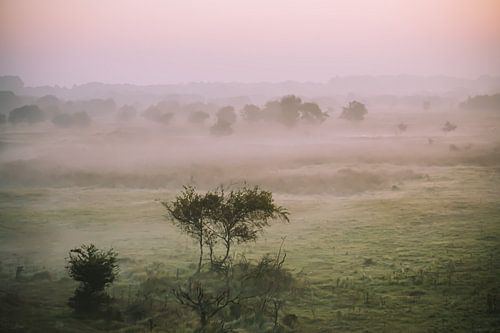 een groenig landschap met mist